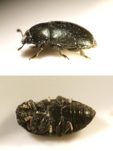 Meligethinae